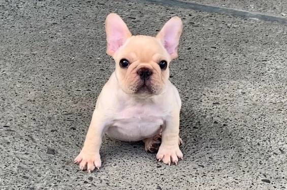 法國鬥牛犬體型標準 法國鬥牛犬體型標準