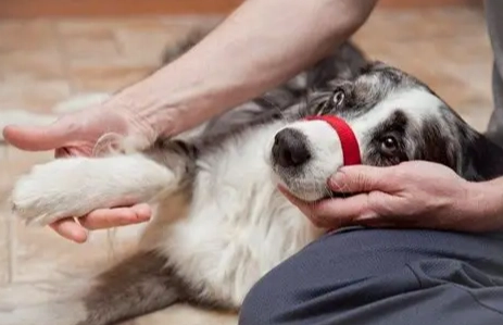 狗狗趾間炎散步 狗狗趾間炎散步