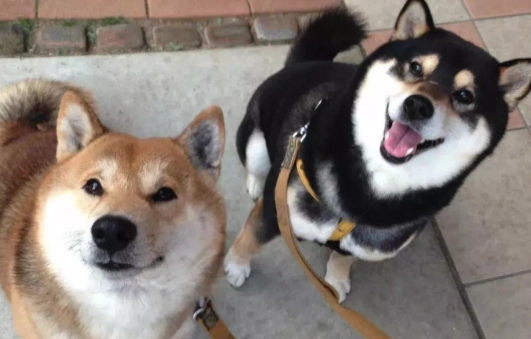 柴犬特徵 柴犬特徵