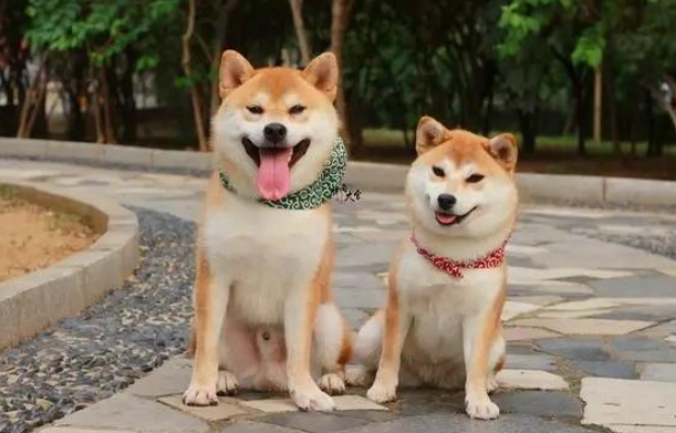 柴犬飼養指南 柴犬飼養指南