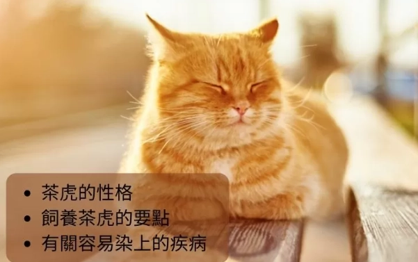 曼赤肯貓平均壽命 曼赤肯貓平均壽命