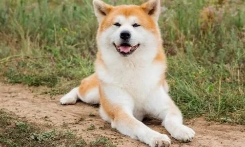 秋田犬領養注意事項 秋田犬領養注意事項