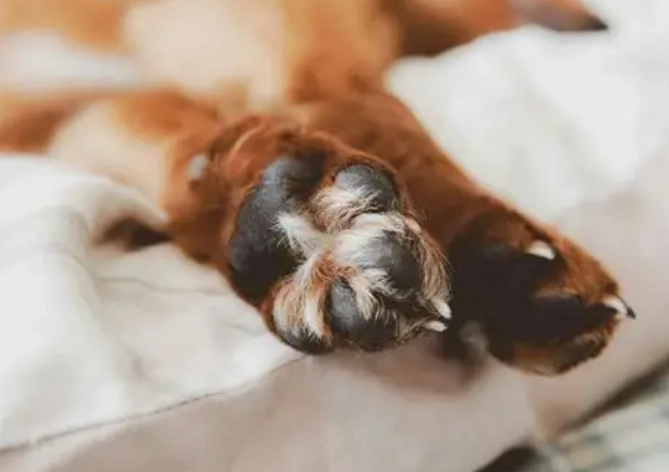 狗狗趾間炎