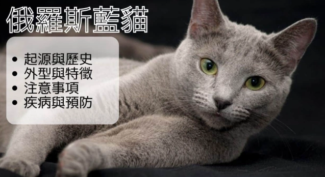 曼赤肯貓平均壽命 曼赤肯貓平均壽命