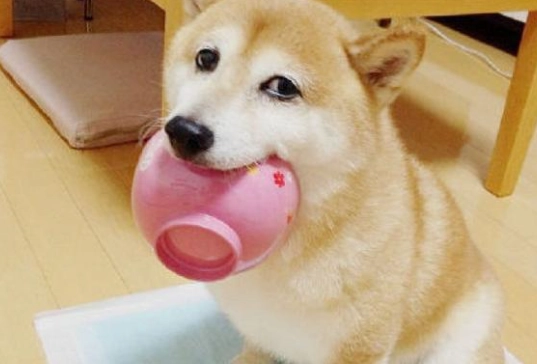 馬鈴薯皮對狗有害嗎