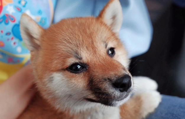 狐狸基因柴犬 狐狸基因柴犬