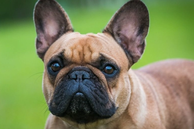 法國鬥牛犬飼養 法國鬥牛犬飼養