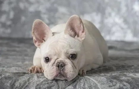 法鬥生長階段 法鬥生長階段