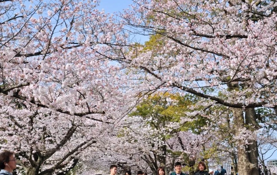 櫻花花期預測 櫻花花期預測