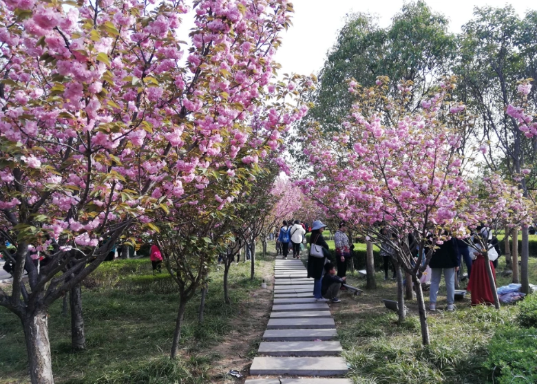 櫻花大道交通 櫻花大道交通