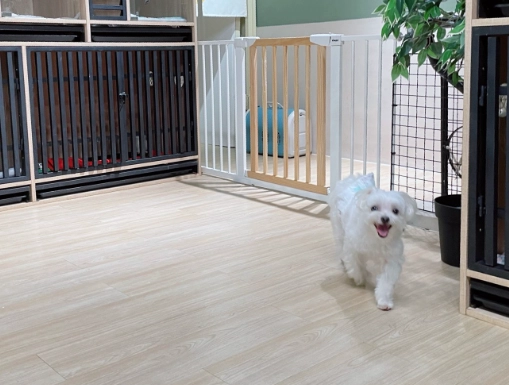 寵物保姆職責 寵物保姆職責