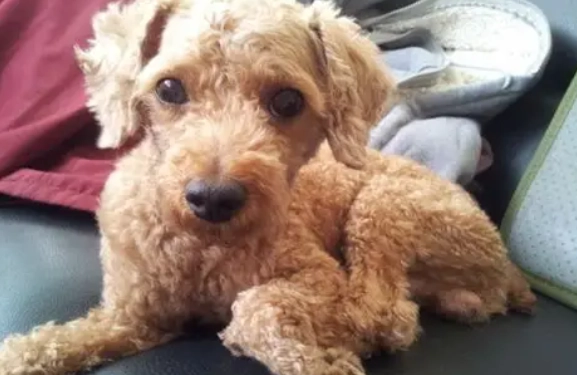 領養貴賓狗流程 領養貴賓狗流程