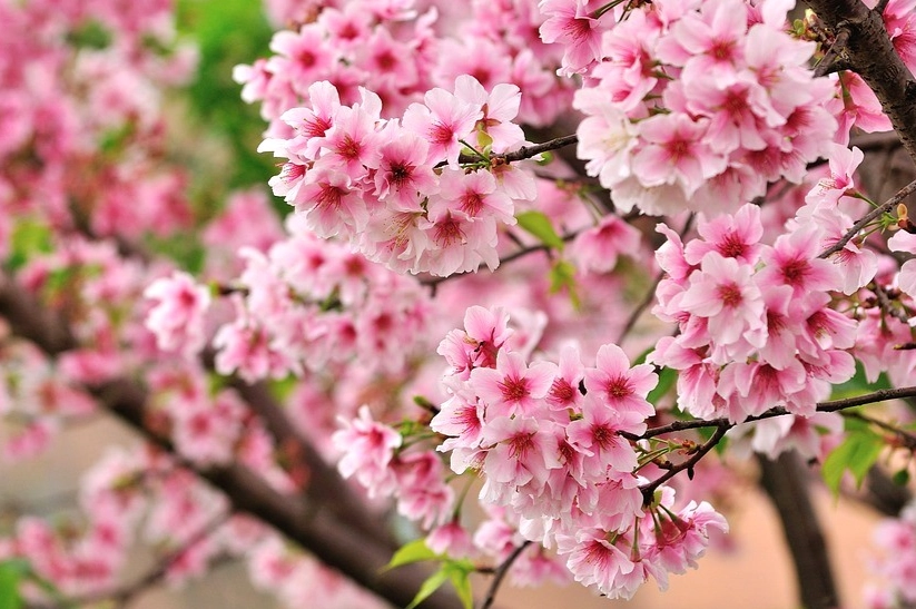 櫻花大道交通 櫻花大道交通