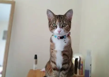 貓尾巴動作意思 貓尾巴動作意思