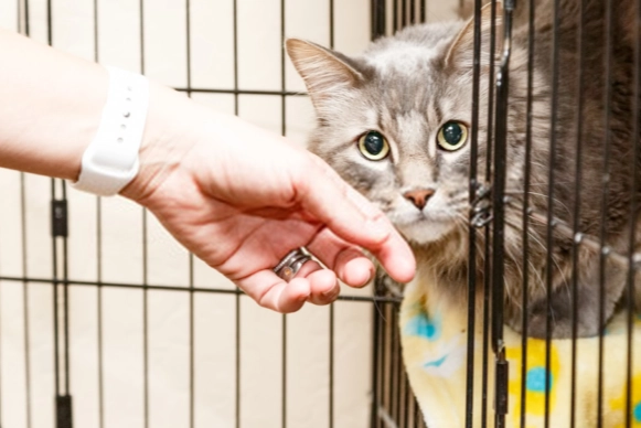 貓咪領養流程
