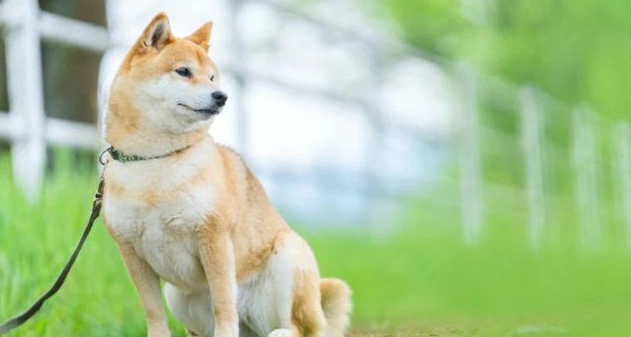 柴犬飼養指南 柴犬飼養指南