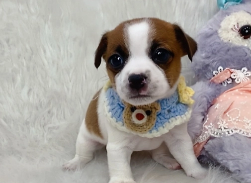 傑克羅素梗犬聰明度 傑克羅素梗犬聰明度