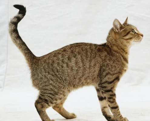 貓咪身體語言解讀 貓咪身體語言解讀