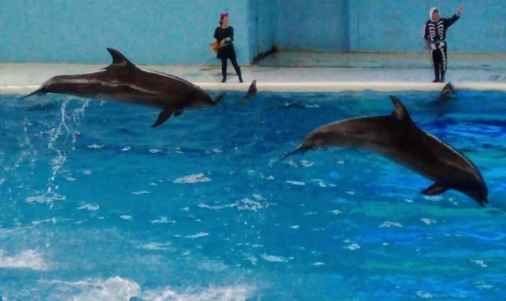 橫濱八景島水族館表演