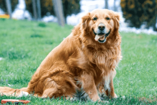 黃金獵犬成長 黃金獵犬成長