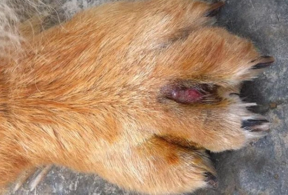 狗狗趾間炎傳染