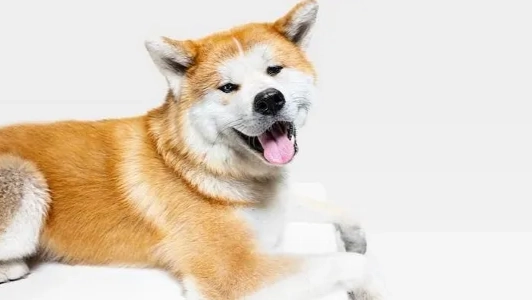 秋田犬領養注意事項 秋田犬領養注意事項