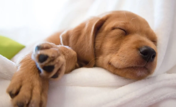 狗狗做夢會叫原因 狗狗做夢會叫原因