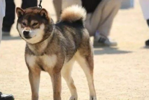 胡麻柴犬飼養方法 胡麻柴犬飼養方法