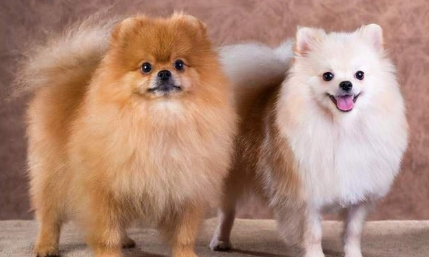 博美犬飼養方法