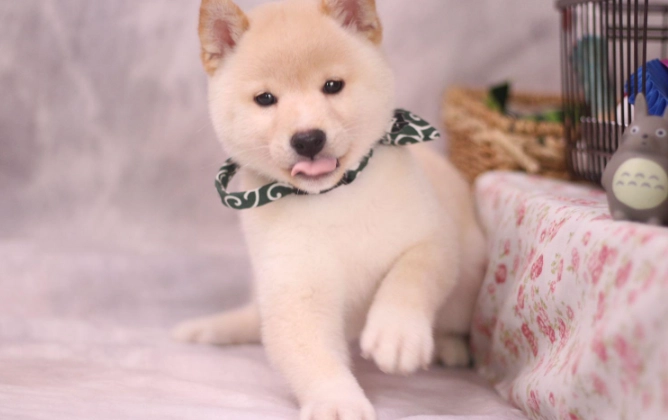 白色柴犬健康問題 白色柴犬健康問題