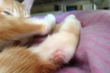 貓癬居家護理 貓癬居家護理