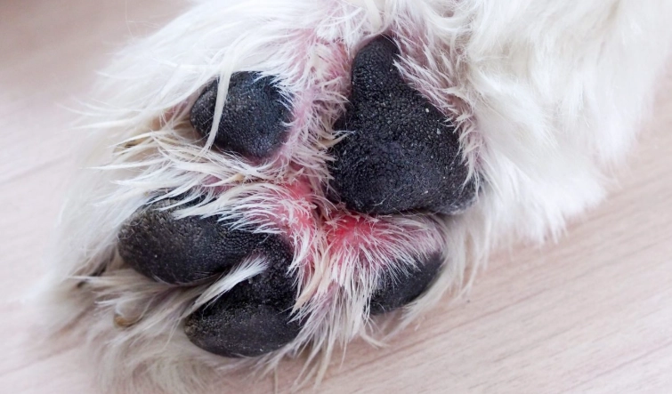 狗狗趾間炎症狀