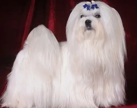 長毛馬爾濟斯美容 長毛馬爾濟斯美容