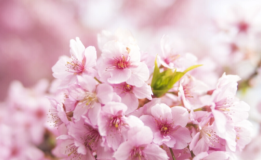 櫻花花期預測 櫻花花期預測