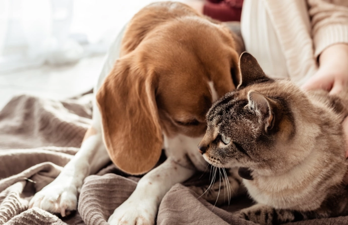 寵物保姆服務費用