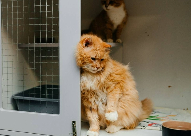 貓咪領養資格 貓咪領養資格