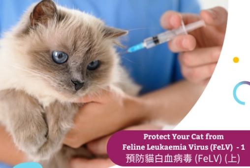 貓瘟疫苗價格