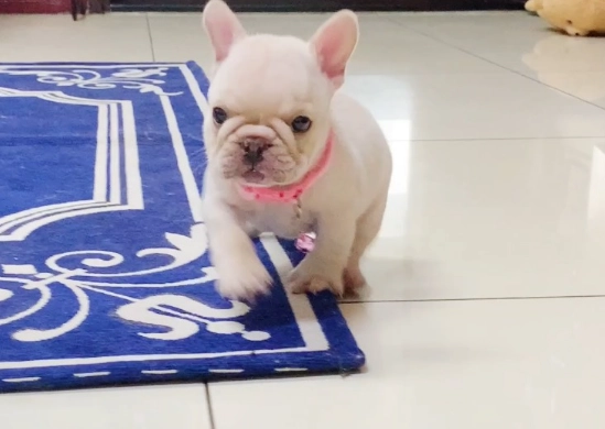 合法犬舍挑選 合法犬舍挑選