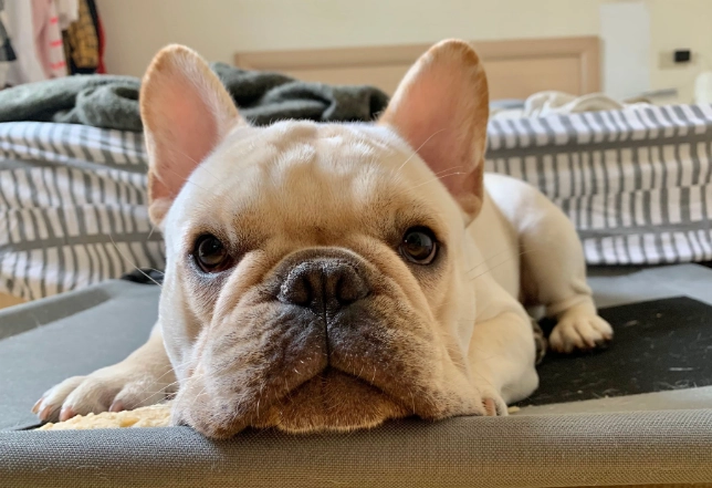 延長法鬥壽命 延長法鬥壽命