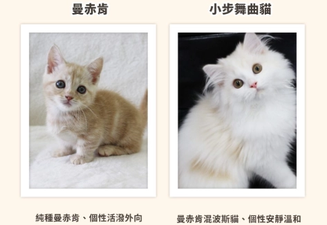 如何延長曼赤肯壽命 如何延長曼赤肯壽命