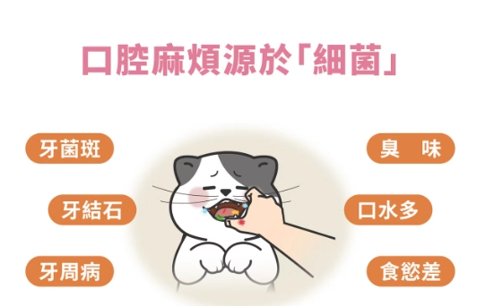 貓咪細菌風險 貓咪細菌風險