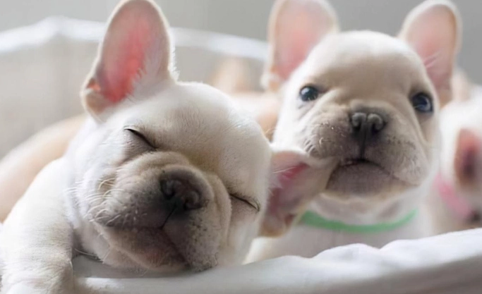 法鬥壽命影響因素 法鬥壽命影響因素