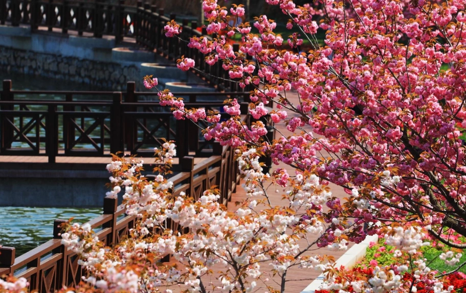 羅東賞櫻景點 羅東賞櫻景點