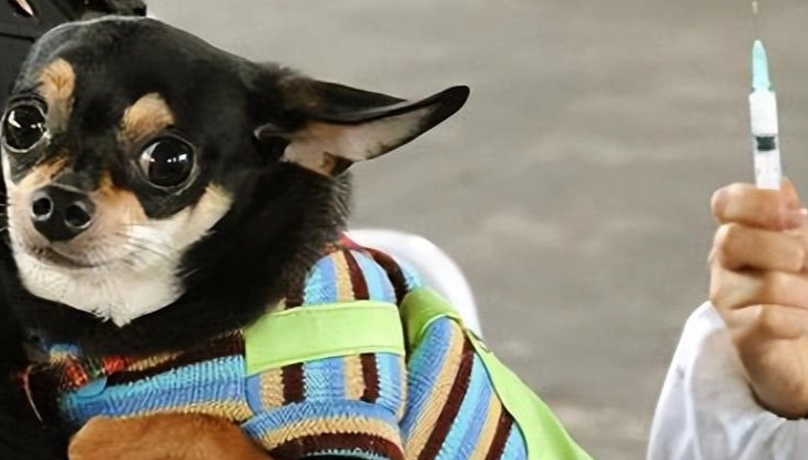 狂犬疫苗後護理 狂犬疫苗後護理