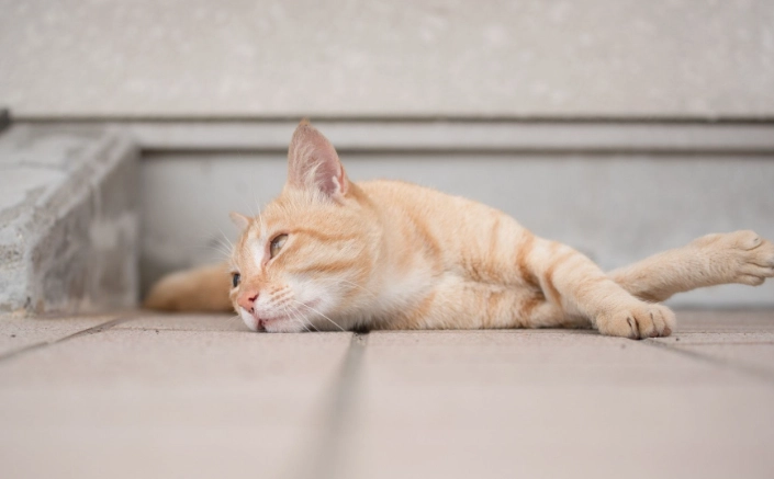 貓咪領養資格 貓咪領養資格