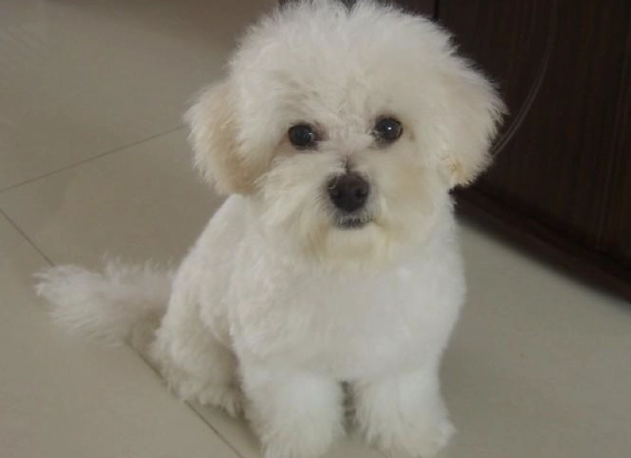 瑪爾濟斯比熊混種 瑪爾濟斯比熊混種