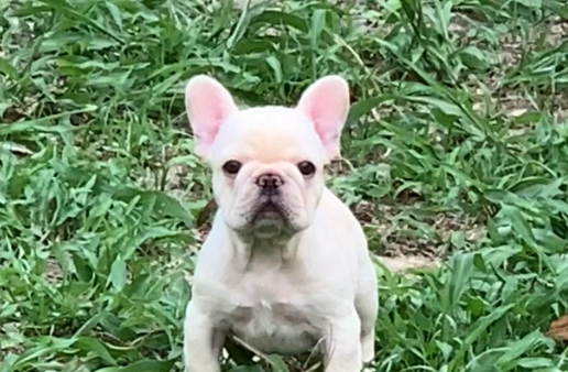 法鬥生長階段 法鬥生長階段