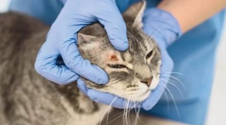 貓癬傳染人 貓癬傳染人