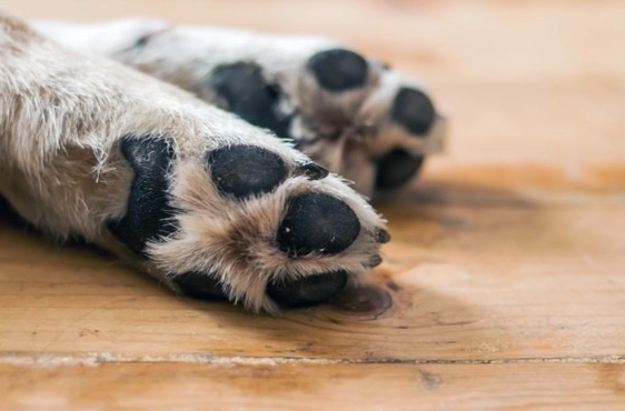 狗狗腳部護理 狗狗腳部護理