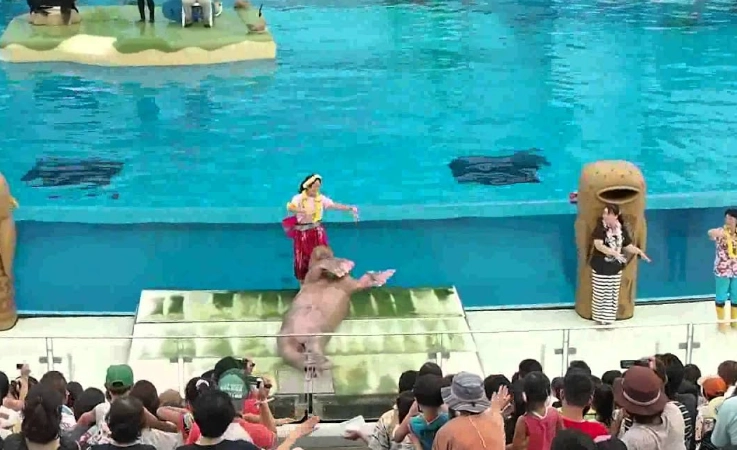 橫濱八景島水族館表演